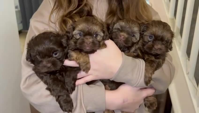 Shihpoo dogs for sale: Shih poo puppy’s  - Video 1