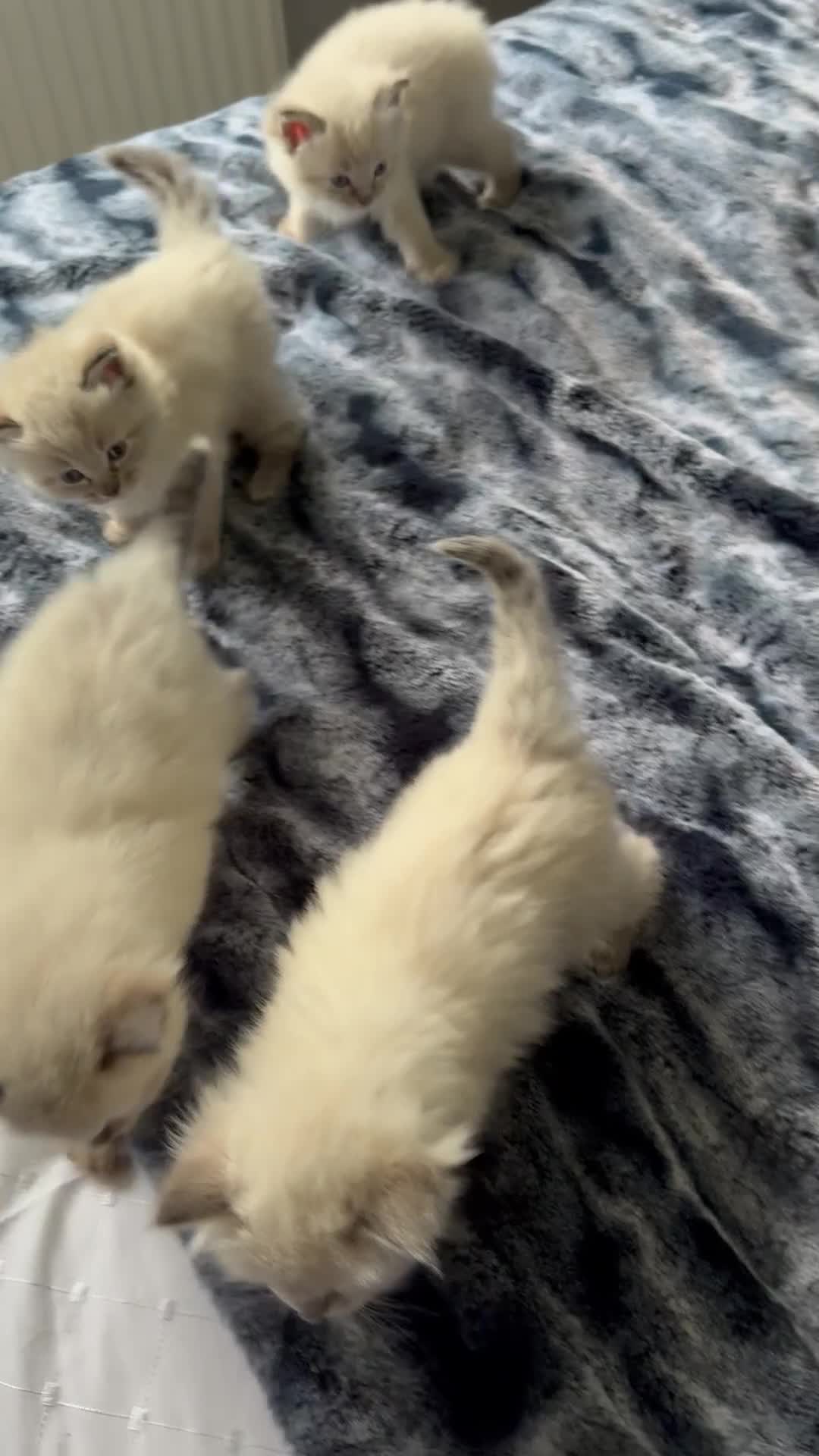 Ragdoll cats for sale: Lynx Seal Point and Seal Ragdoll Kittens - Video 2