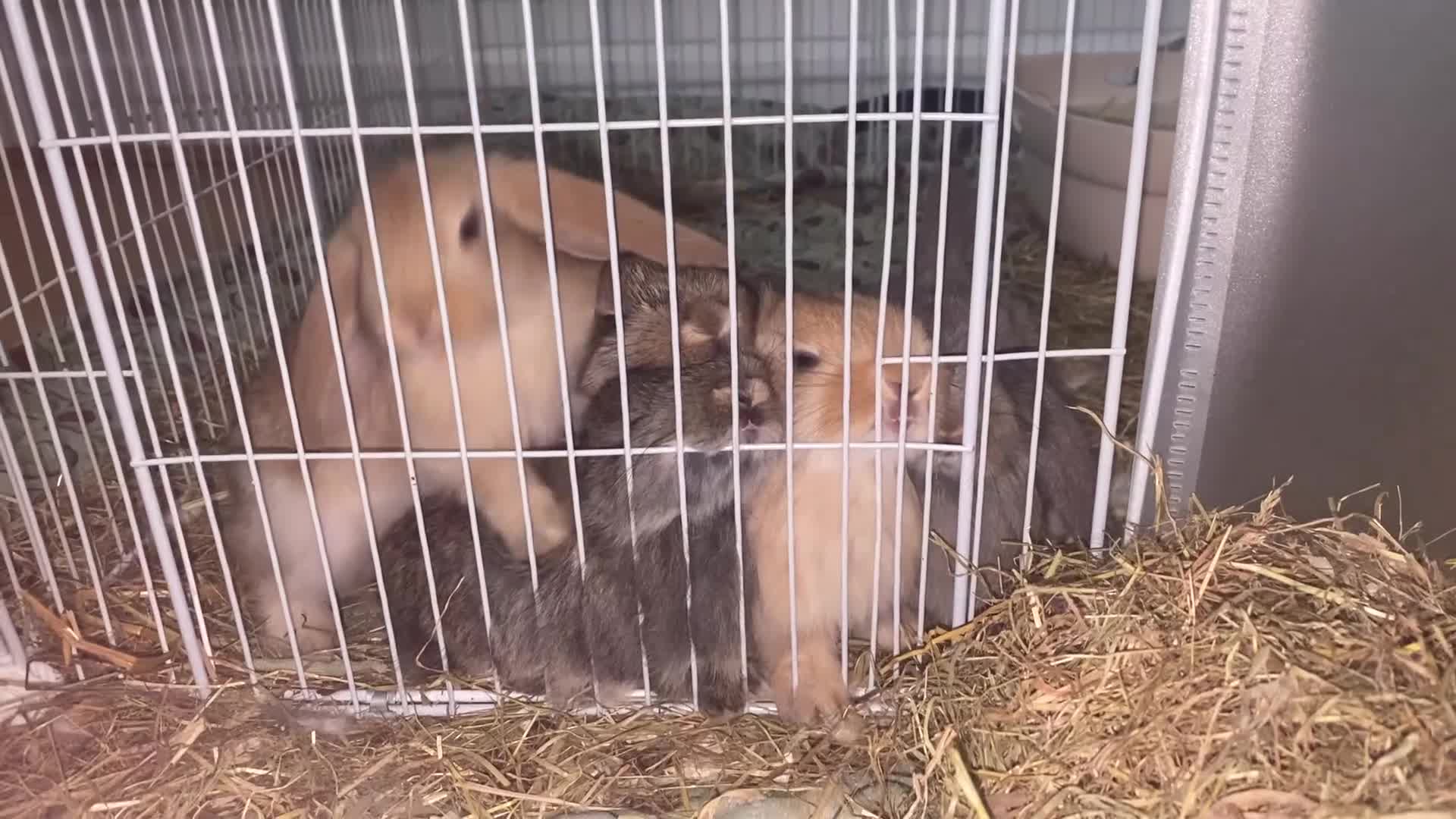 Mini Lop rabbits for sale: Mixed litter of mini lop babies for sale  - Video 3