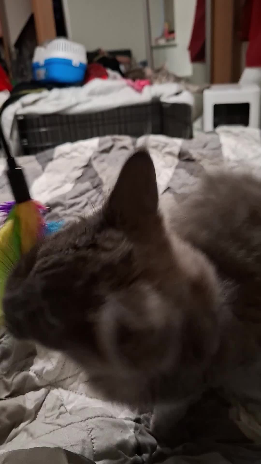 Maine Coon cats for sale: Pedigree mainecoon kittens in Newark - Video 5