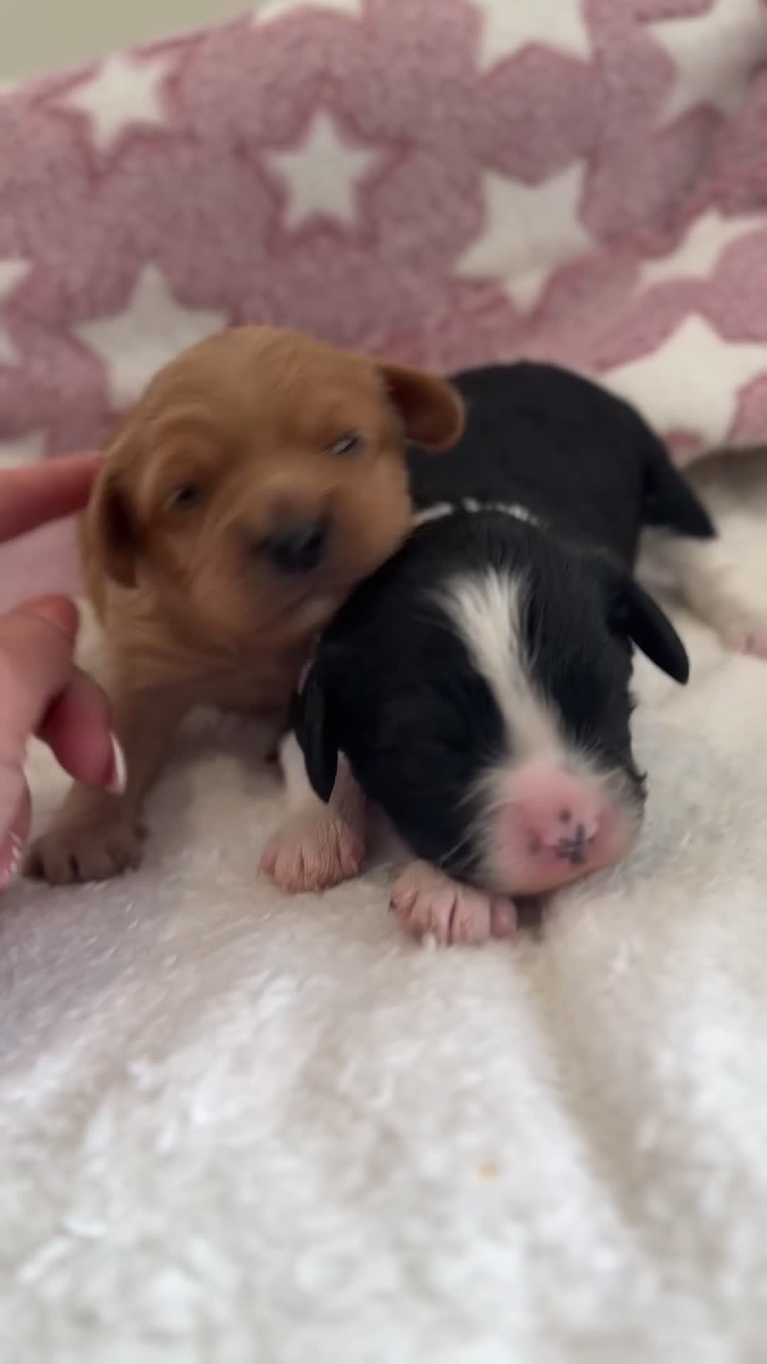 Cavapoo dogs for sale: 🐶 Adorable f1 Cavapoo Puppies 🐶 - Video 2