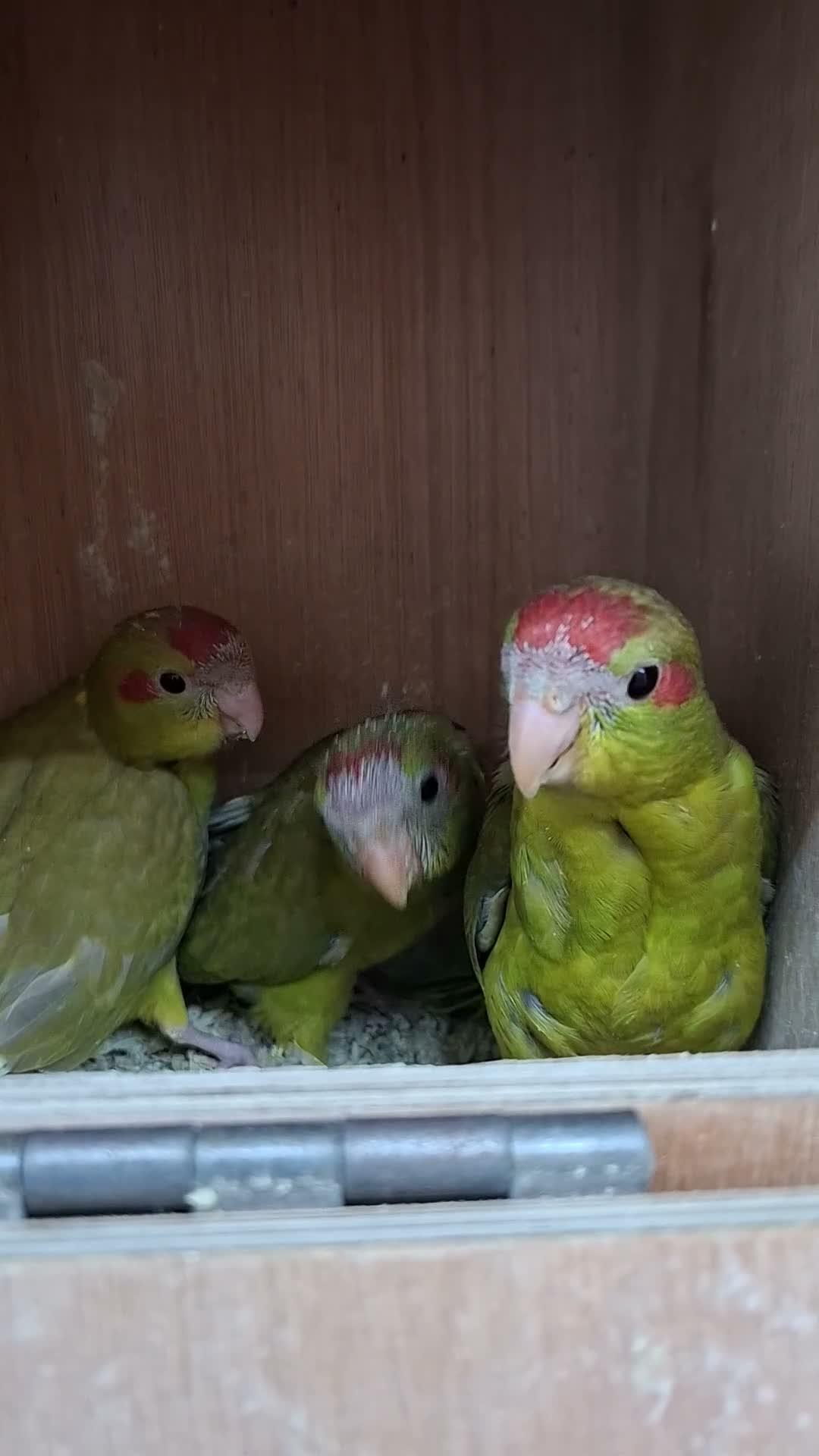 Parakeets birds for sale: Kakarikis males forsale - Video 1