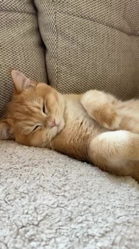 British Shorthair cats for sale: READY 2 Black Golden / Corin BSH boys - Video 1