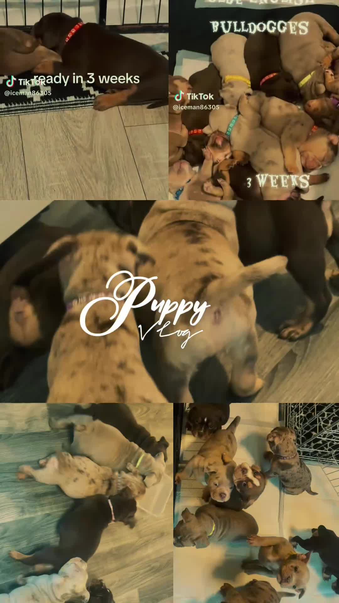 Olde English Bulldogge dogs for sale: Olde English Bulldogs - Video 5