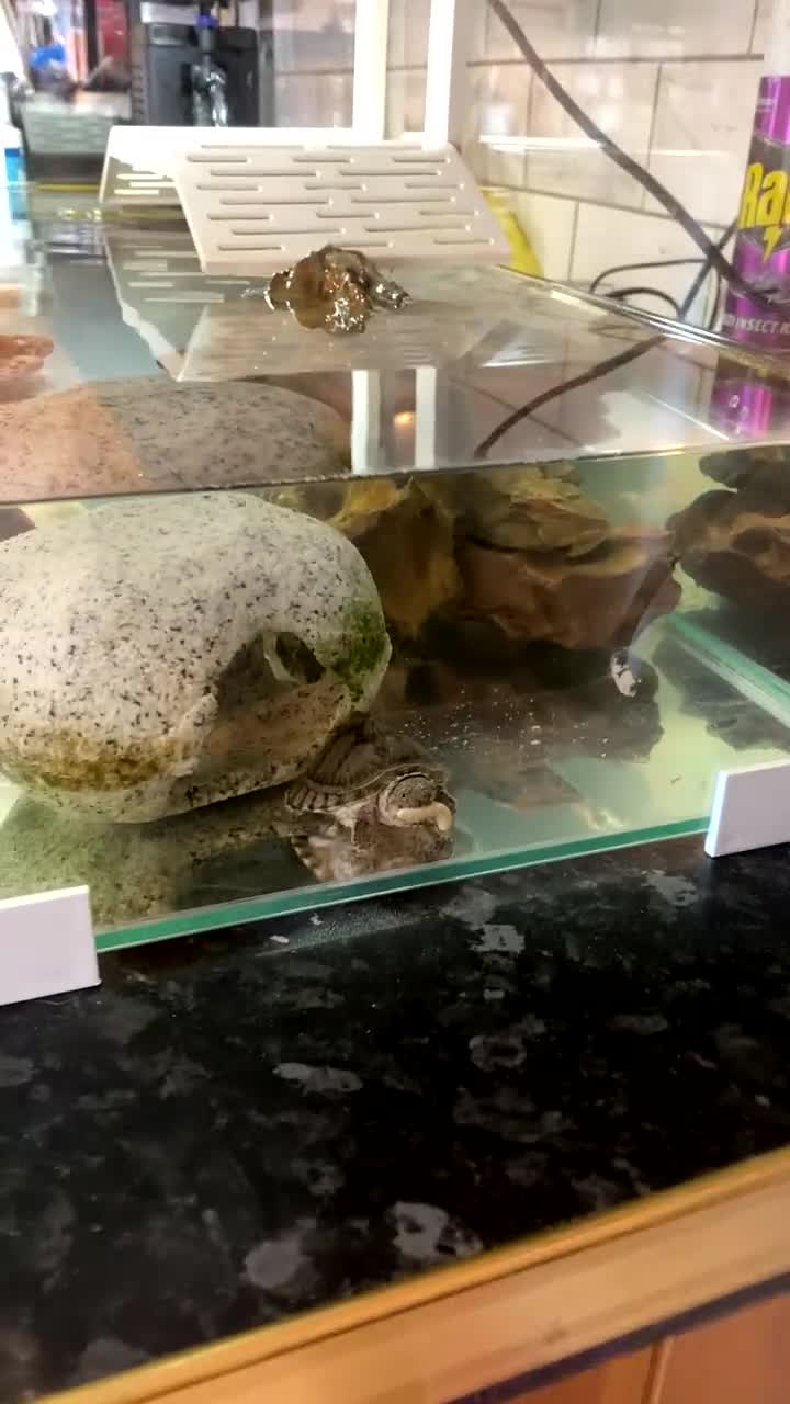 Turtle reptiles for sale: 2Razorback musk turtles come with food and set up  - Video 1