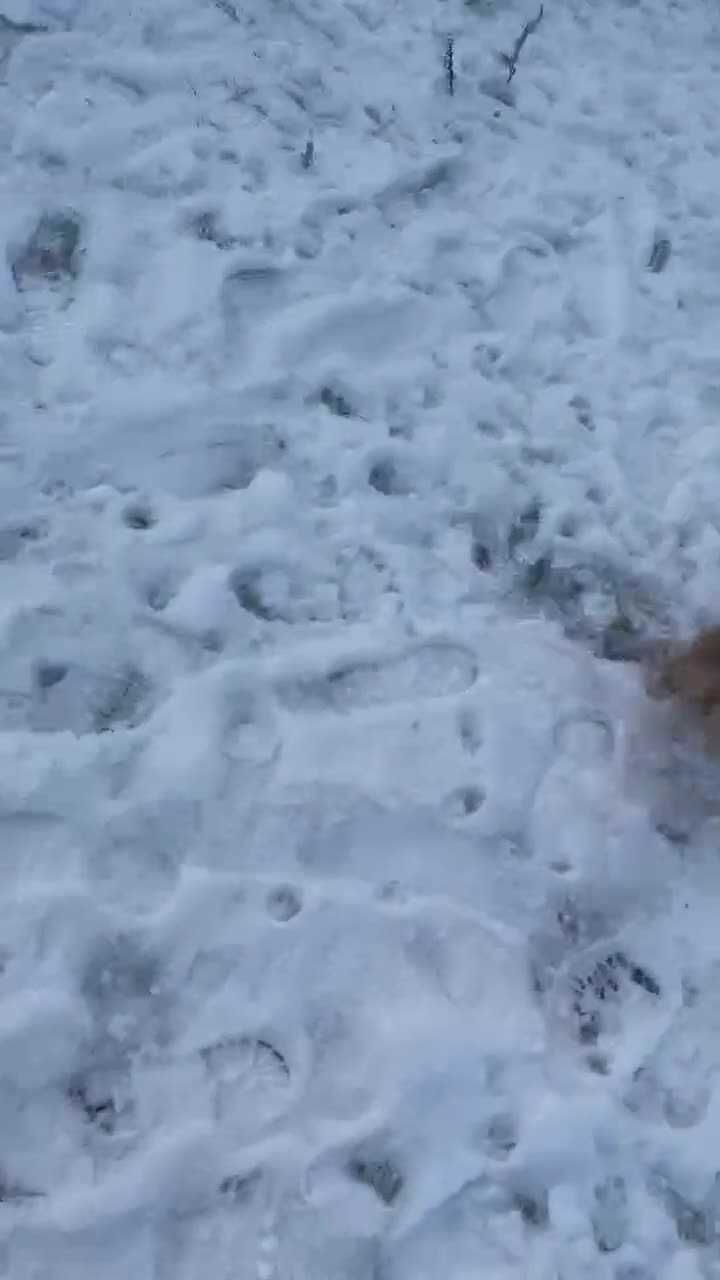 Pomeranian dogs for sale: Pomeranian puppies - Video 3