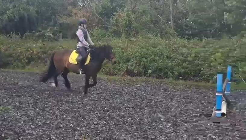 Dartmoor horses for sale: Betty  - Video 2