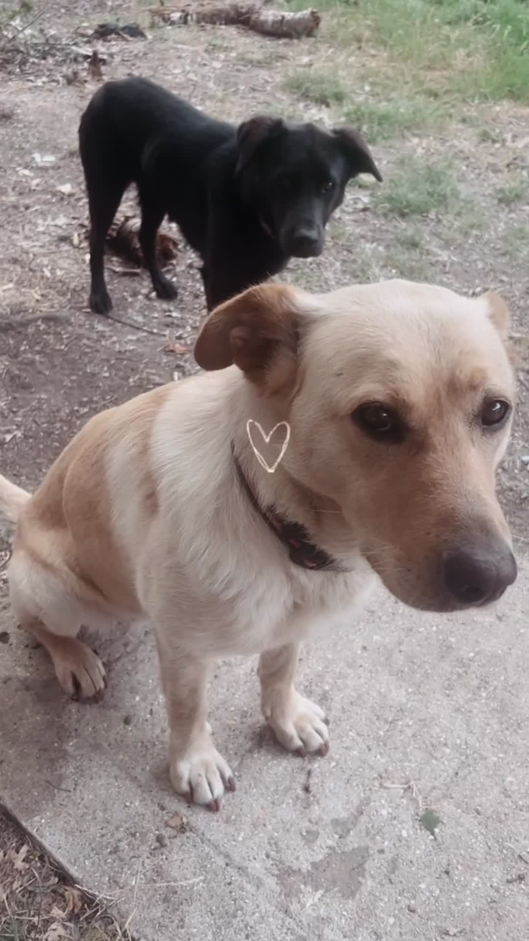 Mixed Breed dogs for sale: Bonnie 💜  - Video 1
