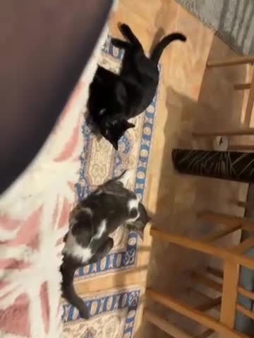 British Shorthair cats for sale: Ollie and Pebble - Video 1