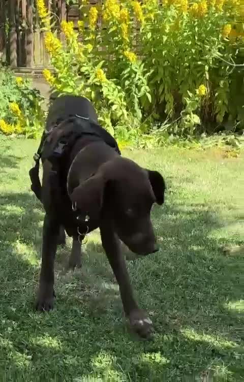 Mixed Breed dogs for adoption: Poppi chocolate Lab cross pointer - Video 1