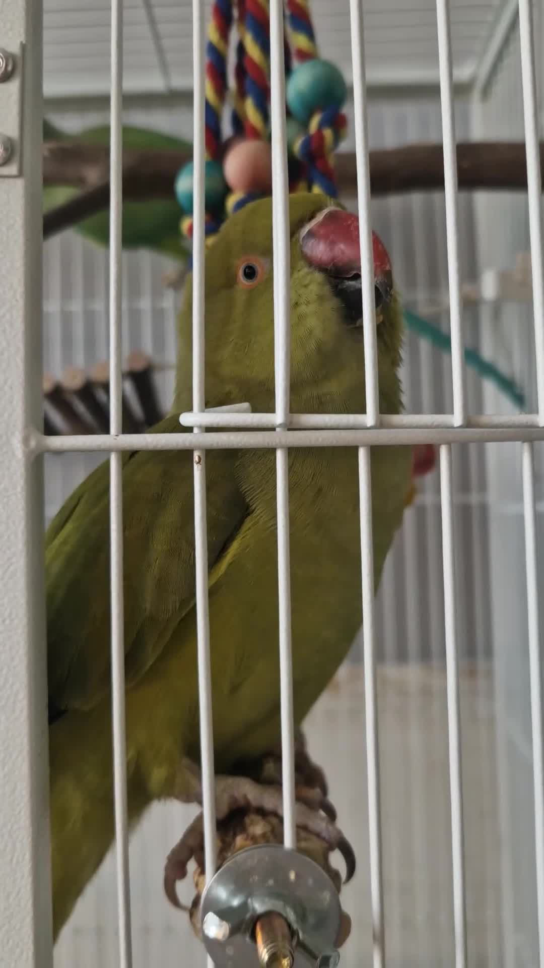 Ringnecks birds for sale: Proven Breeding pair indian ringnecks - Video 1