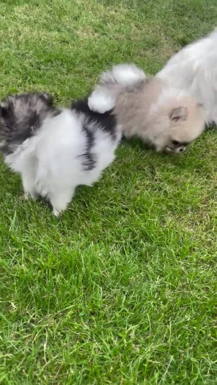Pomeranian dogs for sale: Teddy bear faced tiny kc Pomeranian girls  - Video 1