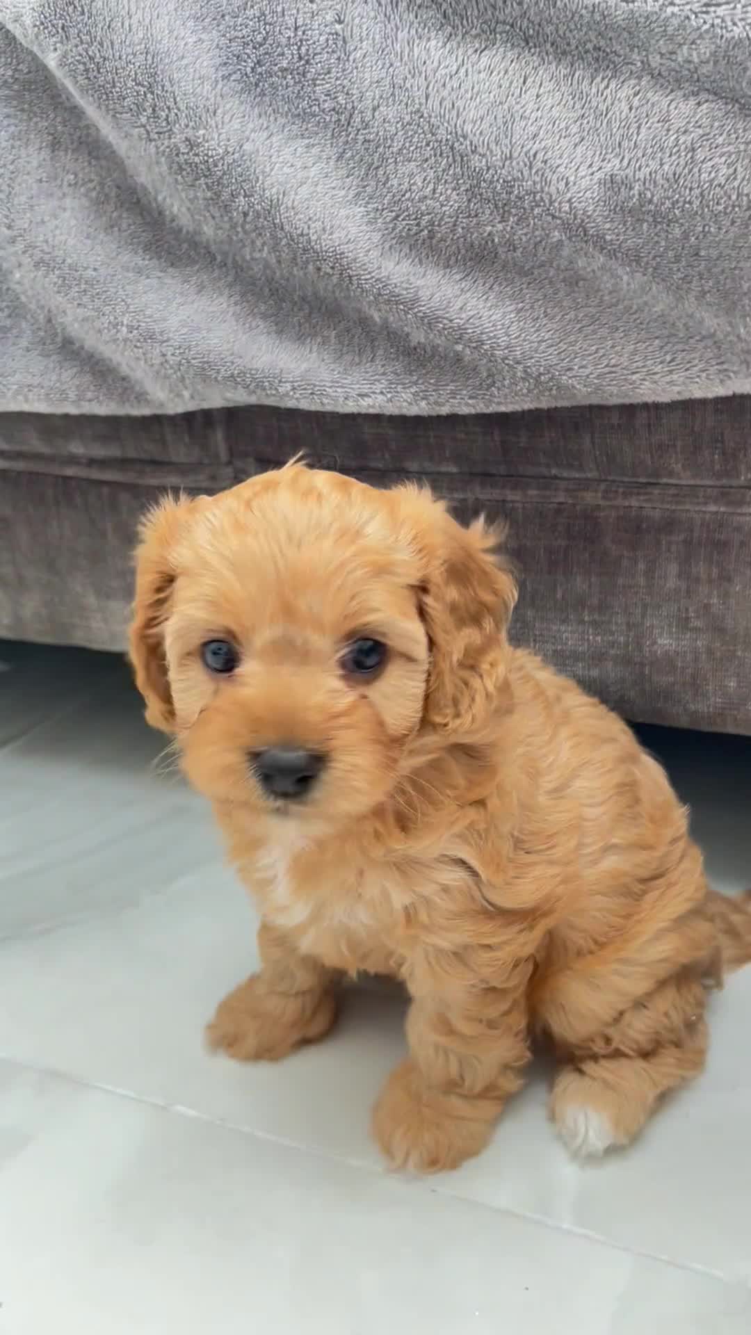Cavapoo dogs for sale: Stunning F1 Toy Cavapoos, health tested parents  - Video 3
