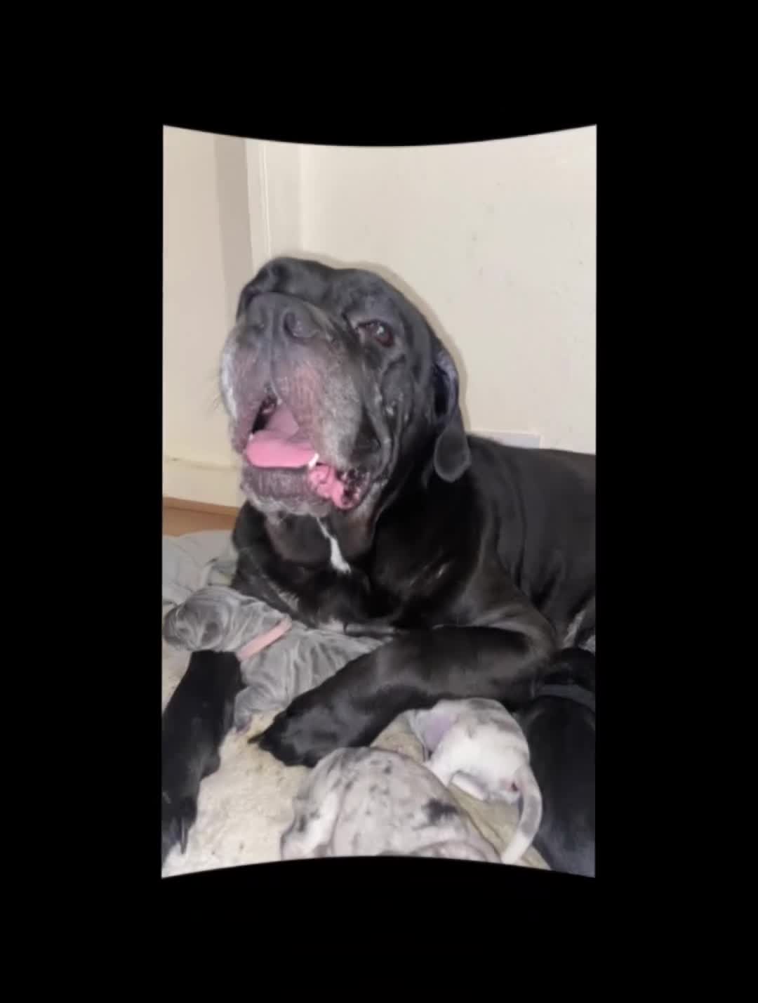 Mixed Breed dogs for sale: LAST FEMALE MISSY Cane Corso X Neapolitan Mastiffs in London - Video 2