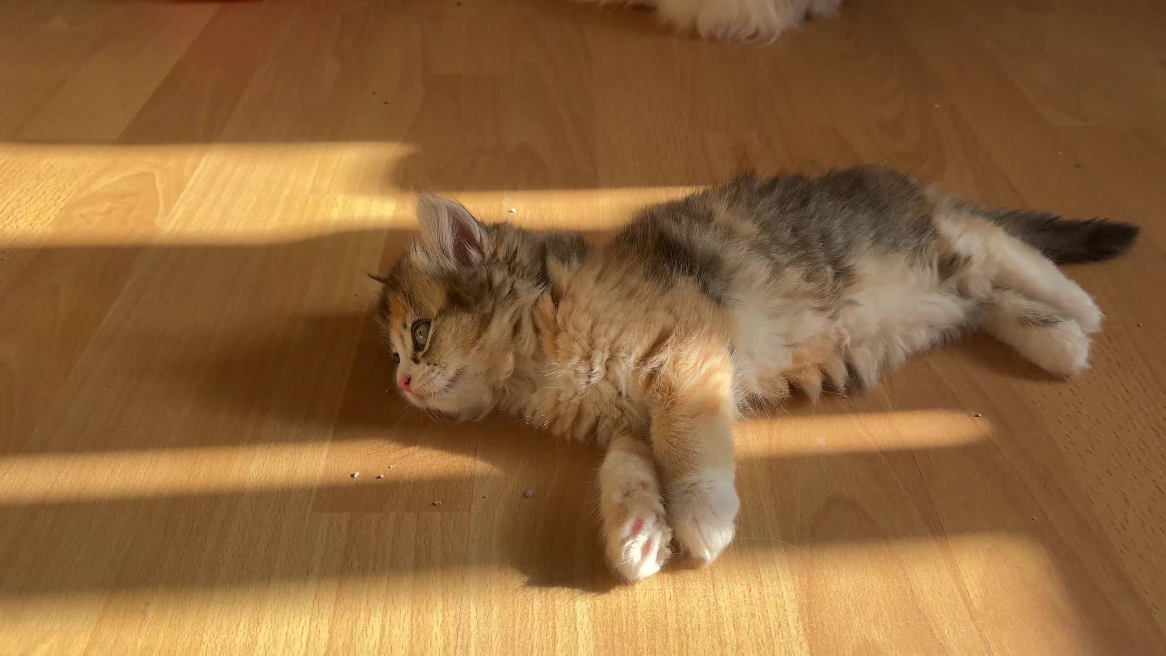 British Longhair cats for sale: Looking for a lovely home!!!!! READY TO COLLECT  - Video 1