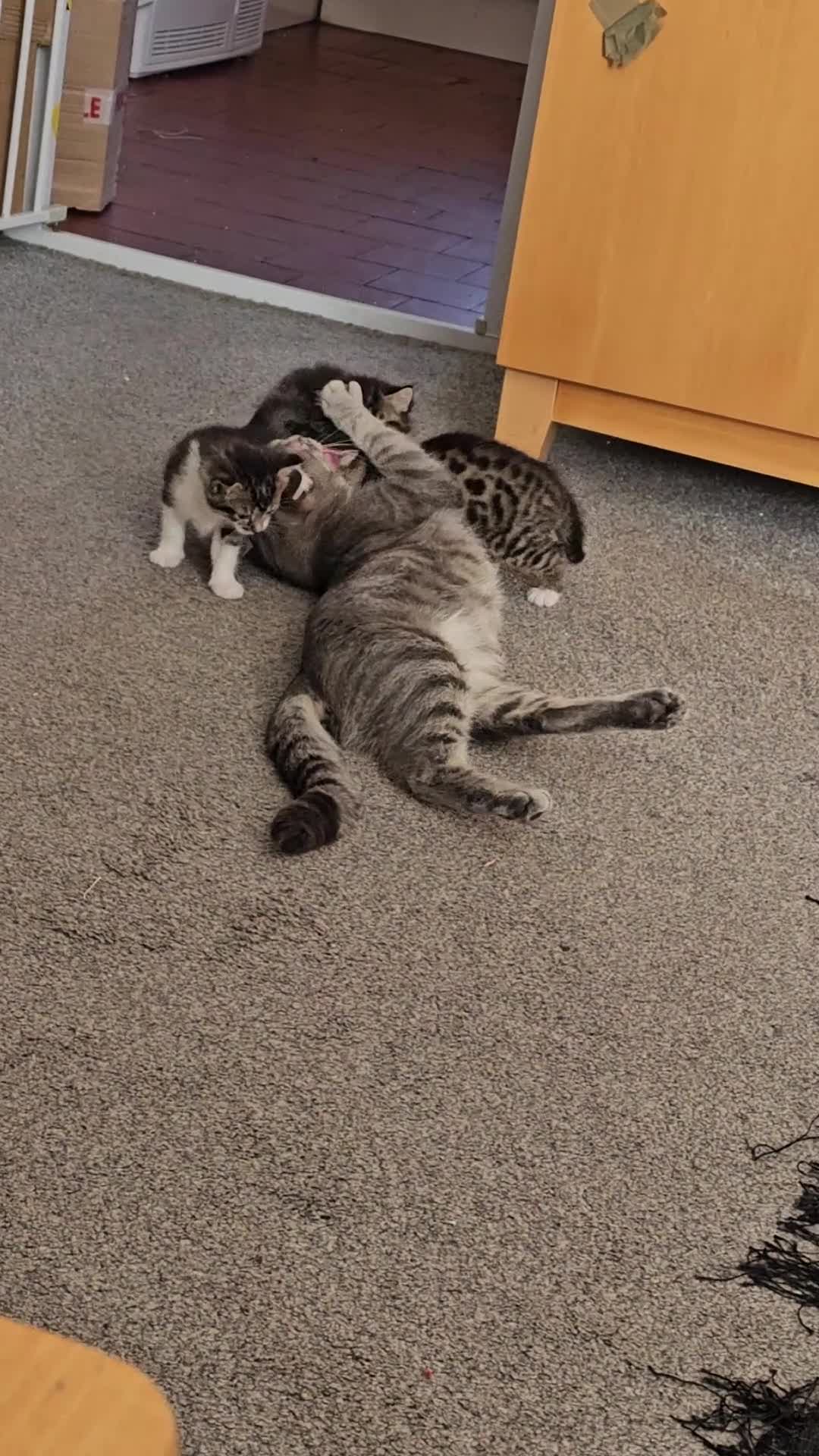 Mixed Breed cats for sale: 3 beautiful kittens - Video 1