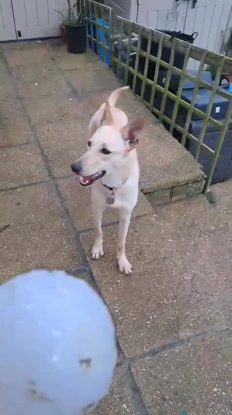 Mixed Breed dogs for adoption: Brooklyn is ready to steal your heart - Video 1