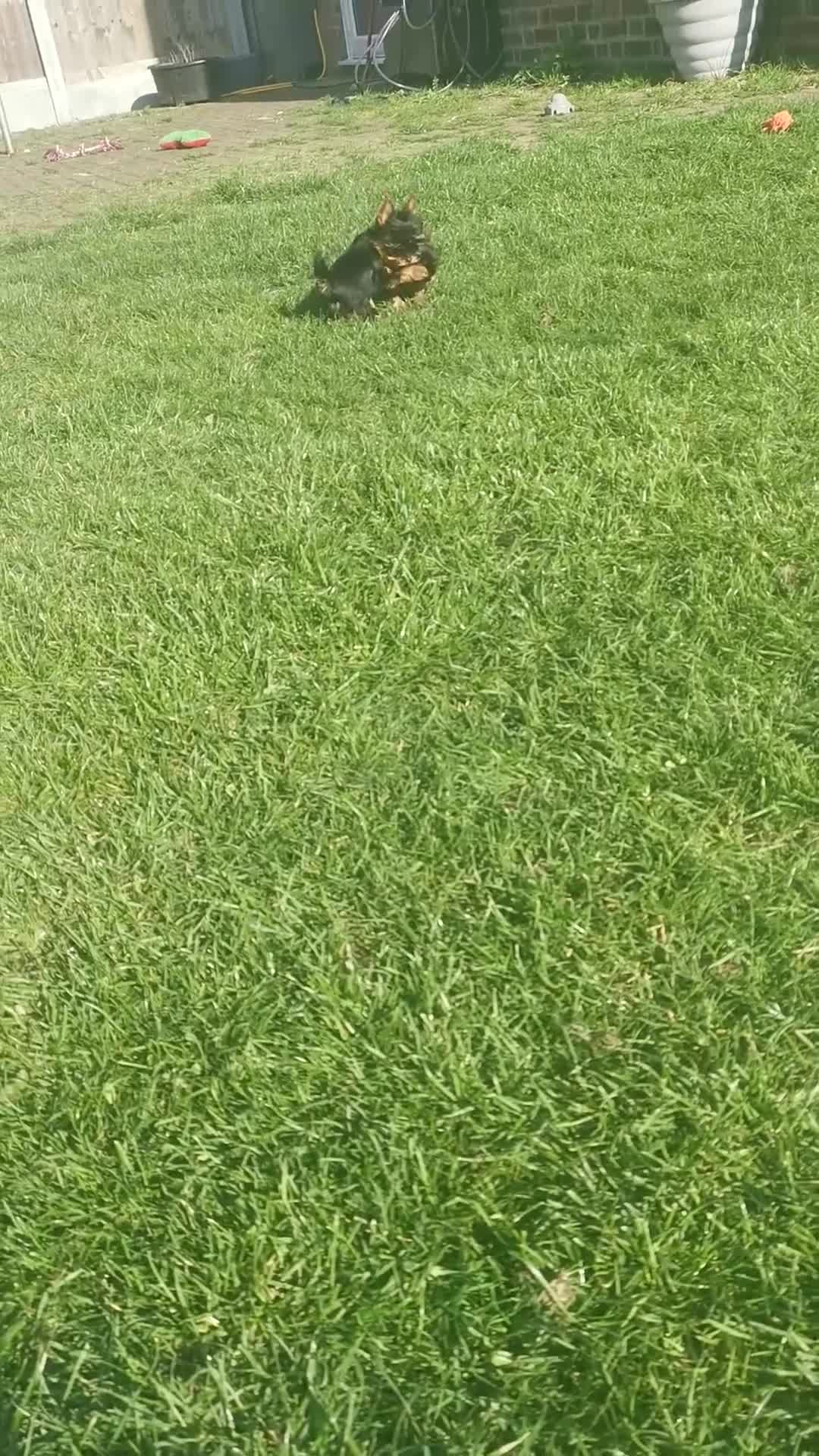 Yorkshire Terrier dogs for sale: Very small size girl and boy - Video 2