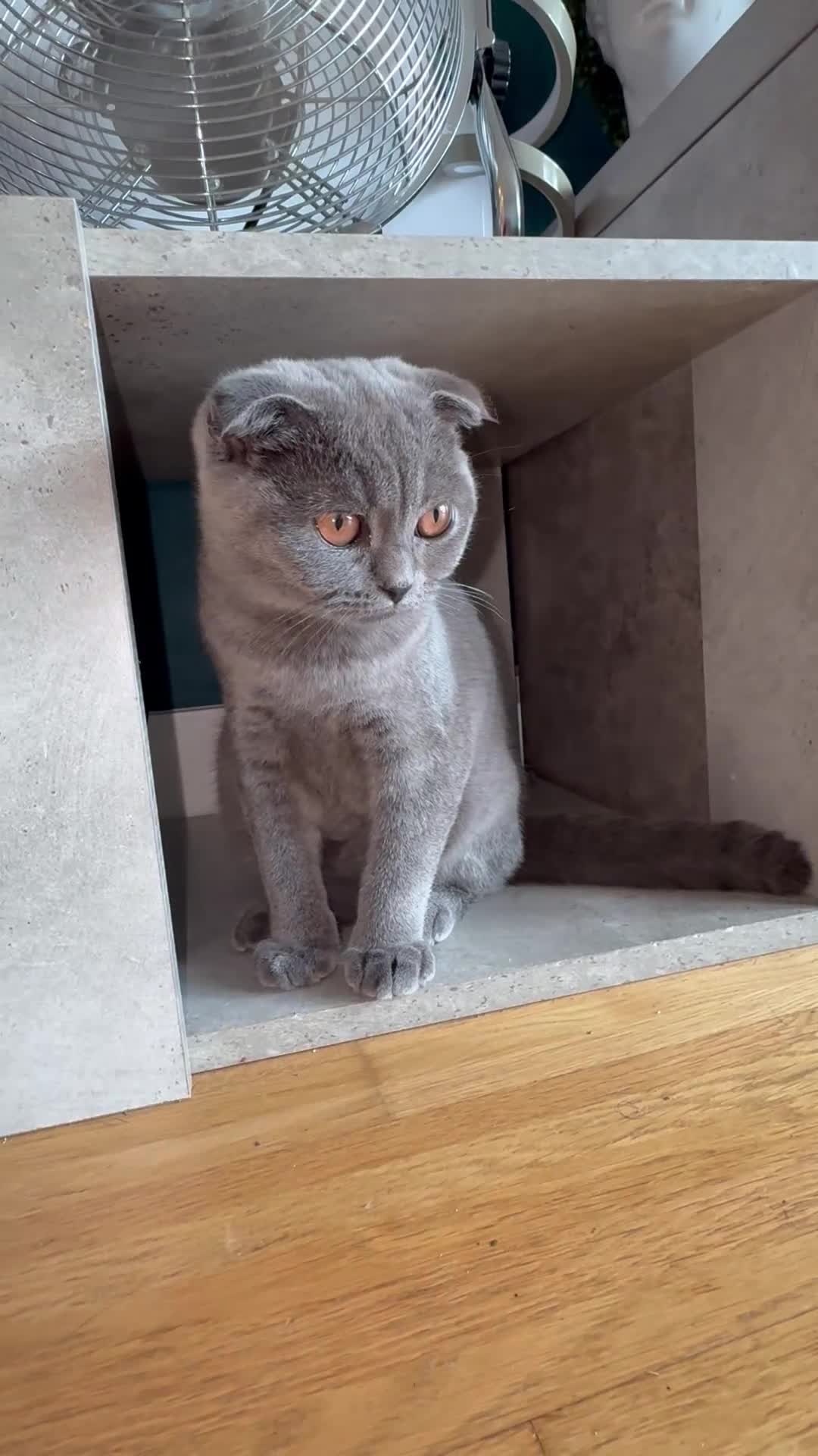 Scottish Fold cats for sale: Stunning Scottish fold kittens   - Video 1