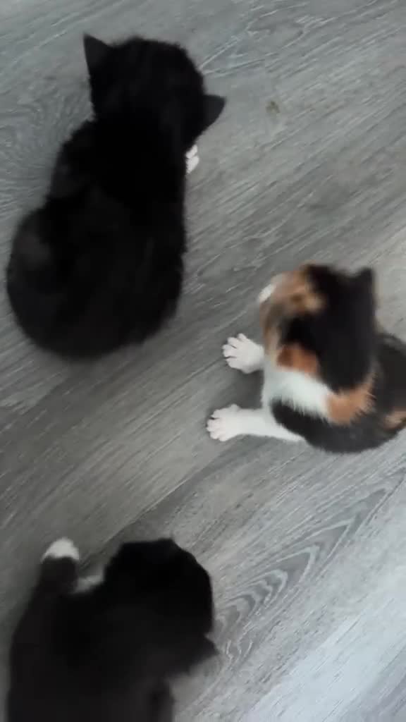 Mixed Breed cats for sale: 3 little kittens  - Video 5