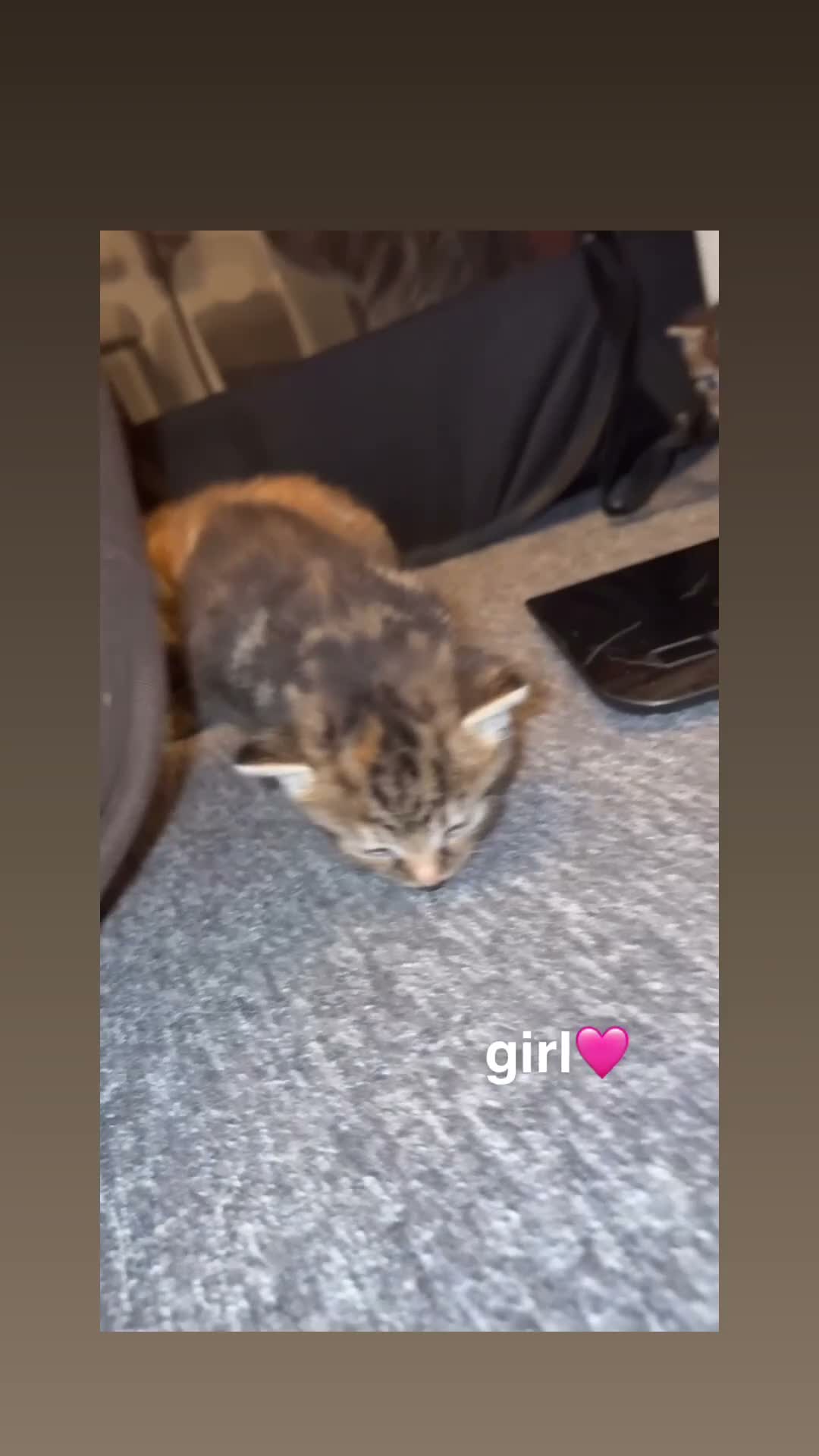 Domestic Shorthair cats for sale: gorgeous kittens for sale! - Video 2