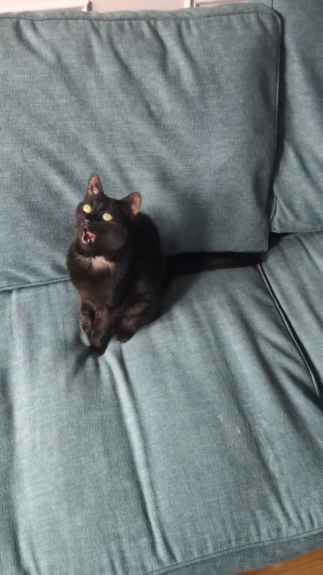 Domestic Shorthair cats for sale: Sweet older kitty needs new home in London - Video 1
