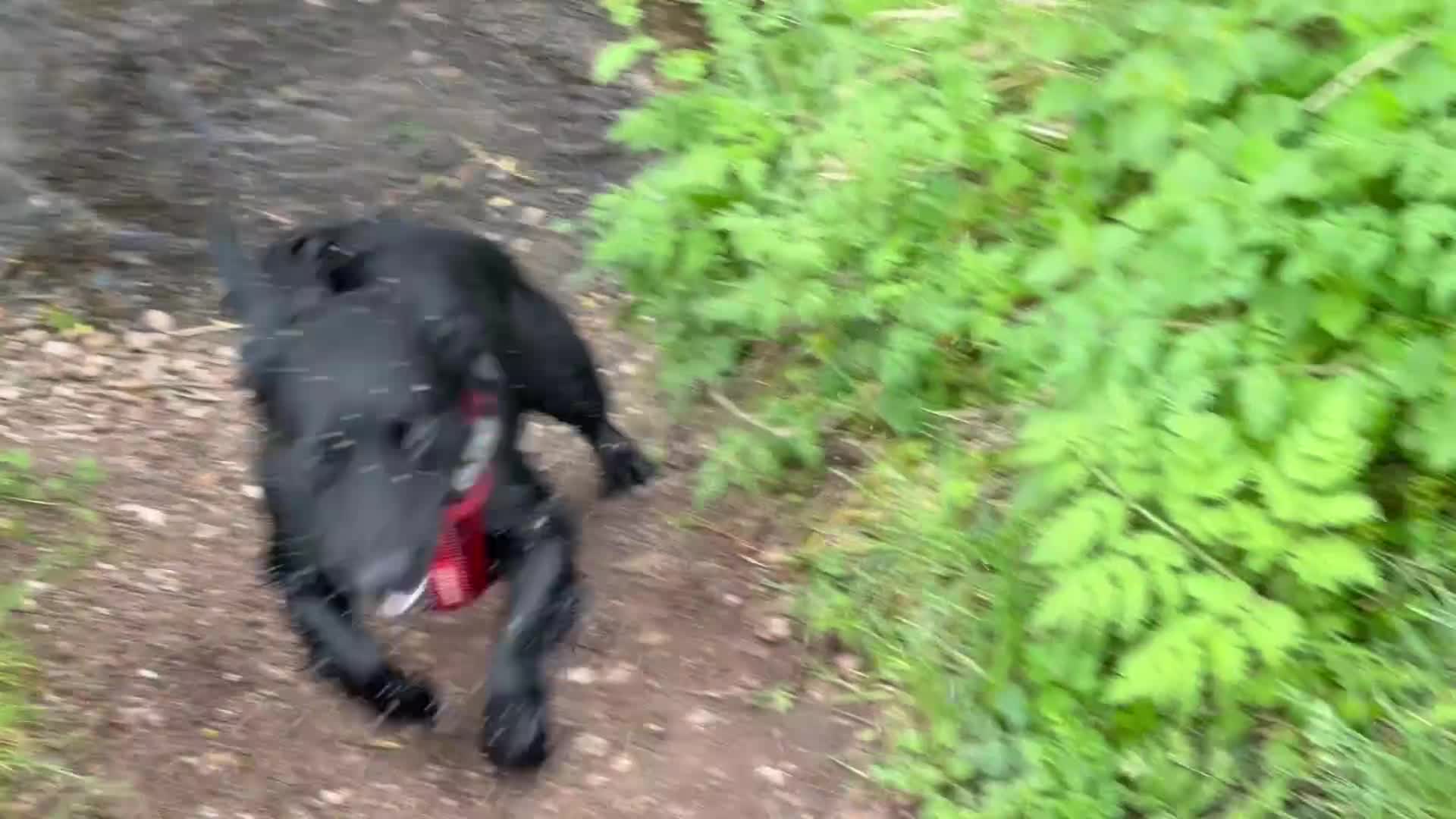 Cocker Spaniel dogs for sale: Cocker Spaniel Male 14 months - Video 1