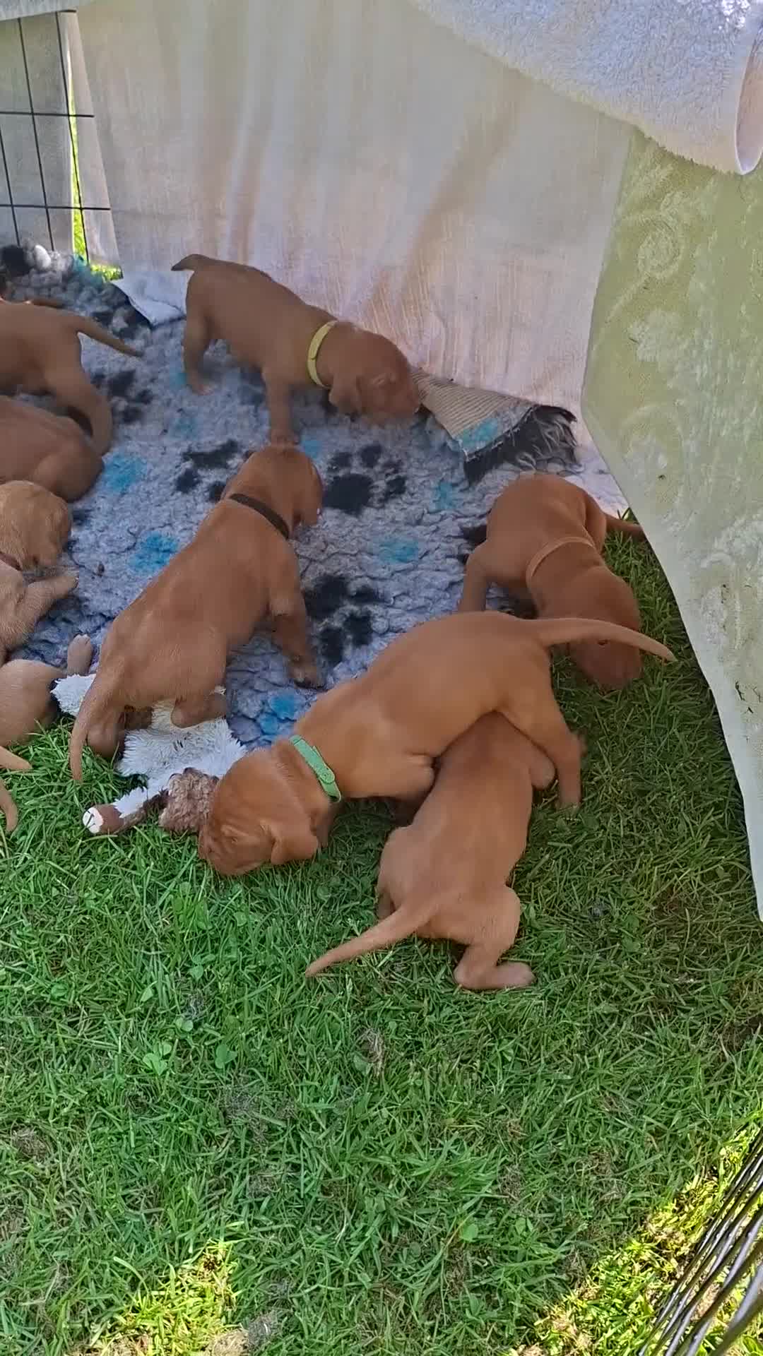 Hungarian Vizsla dogs for sale: 2 beautiful strong WH vizsla pups remaining. - Video 3