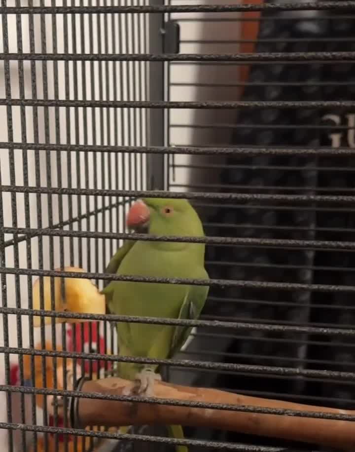 Ringnecks birds for sale: Green Indian ring neck  - Video 1