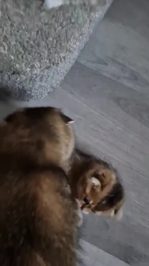 Scottish Fold cats for sale: TICA REGISTERED SCOTTISH BABIES  - Video 1