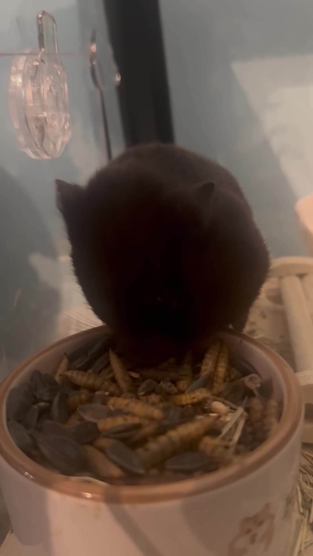 Hamster rodents for sale: Female Syrian Hamster  - Video 1