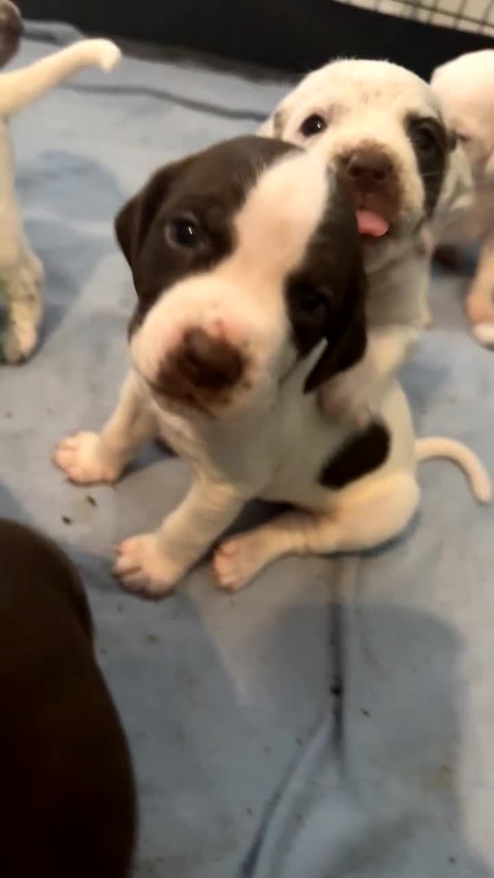 Mixed Breed dogs for sale: Litter of 9 healthy pups  - Video 3