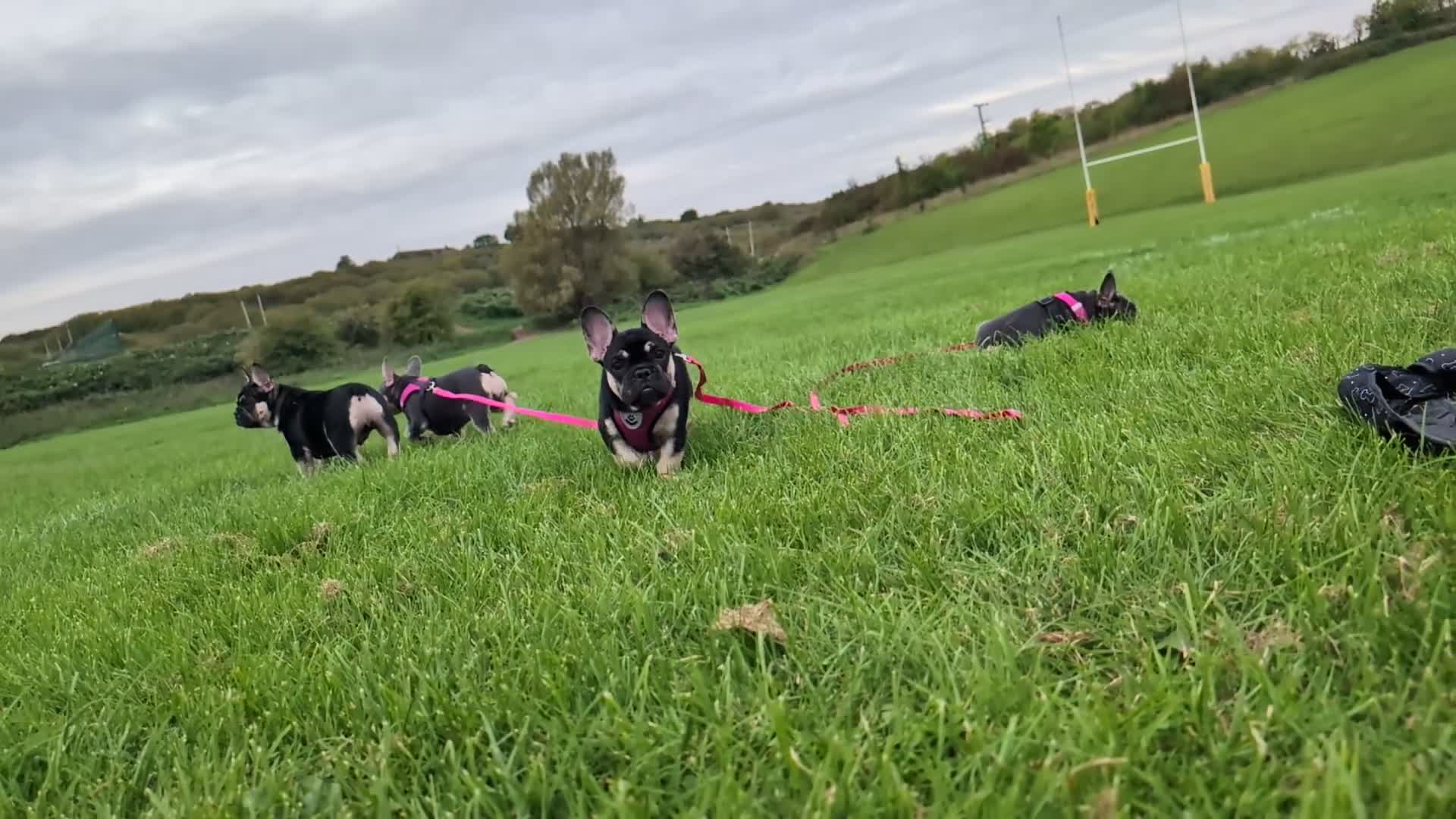 French Bulldog dogs for sale: Last 3 Gorgeous Female Frenchie Pups - Video 2