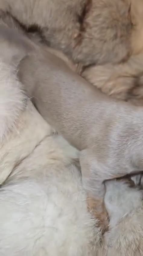 Miniature Dachshund dogs for sale: KC Mini Dachshunds 2 Beautiful girls Ready!! - Video 5