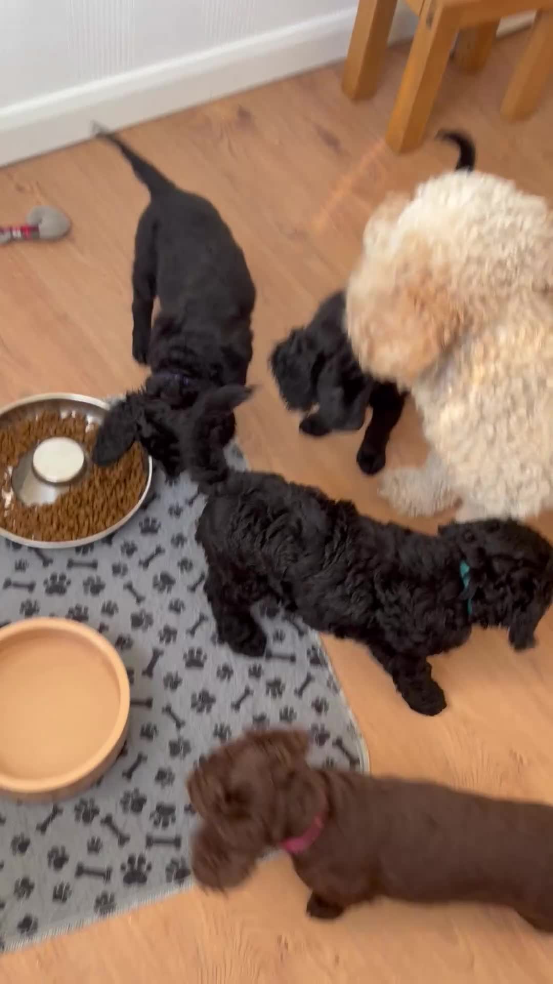 Cockapoo dogs for sale: Gorgeous Cockerpoo-Cross puppies, Mum+Dad our pets - Video 1