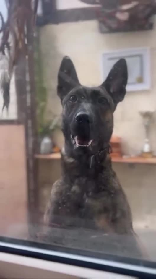 Mixed Breed dogs for sale: Goldie is a beautiful well natured girl. - Video 2