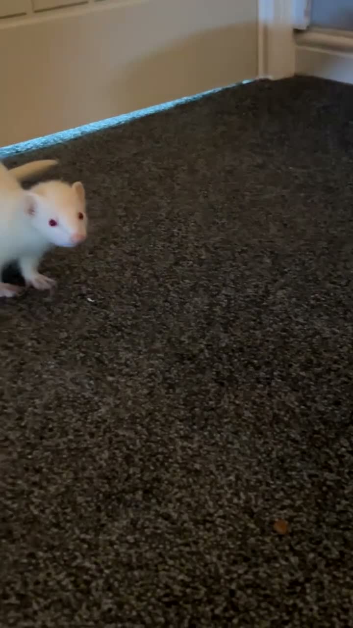 Ferret rodents for sale: 2 beautiful female ferrets  in Derby - Video 2