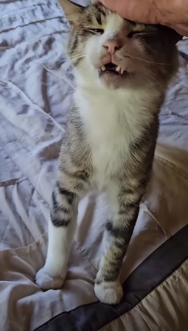 Mixed Breed cats for sale: Meatball  - Video 2