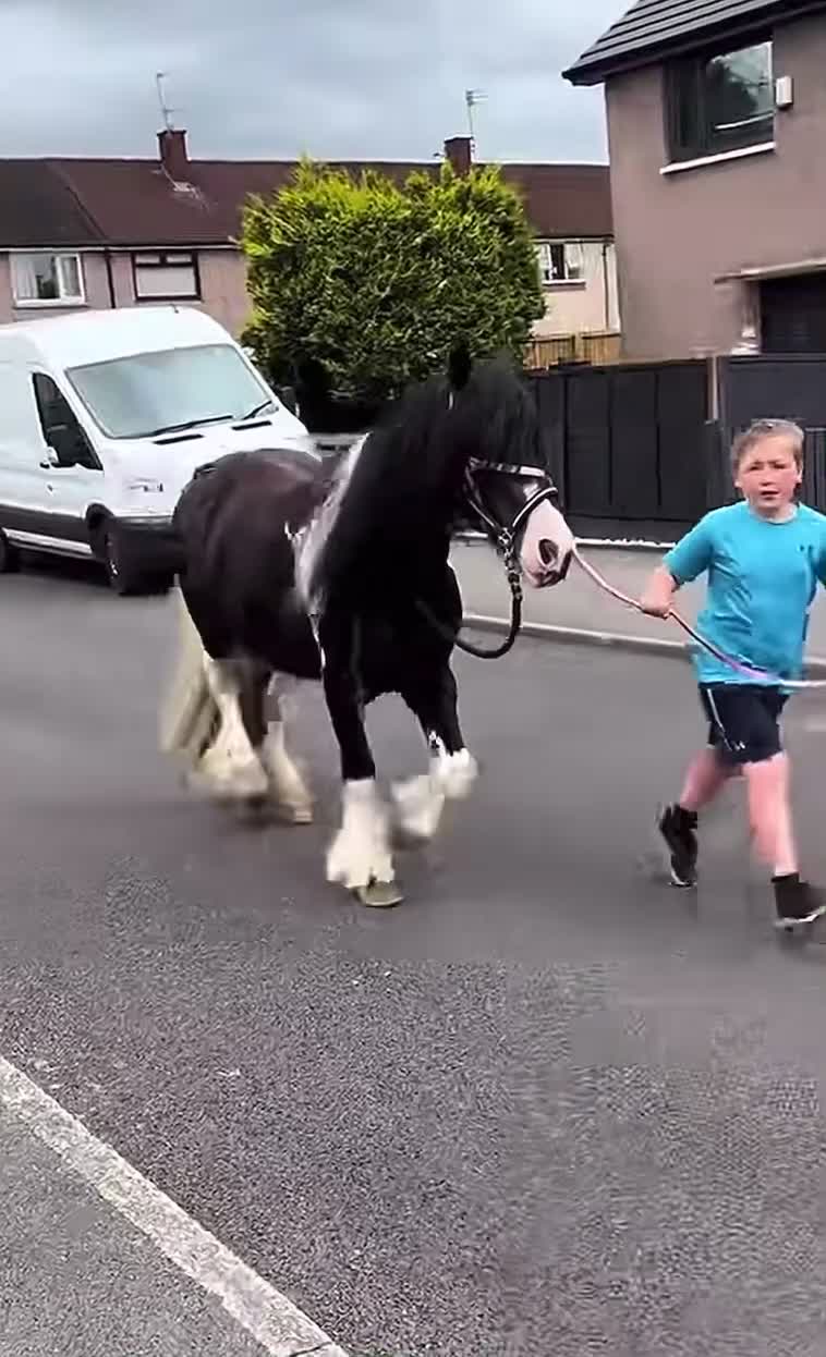 Irish Cob horses for sale: [PLEASE READ]~ cob mare for sale in Market Harborough - Video 1