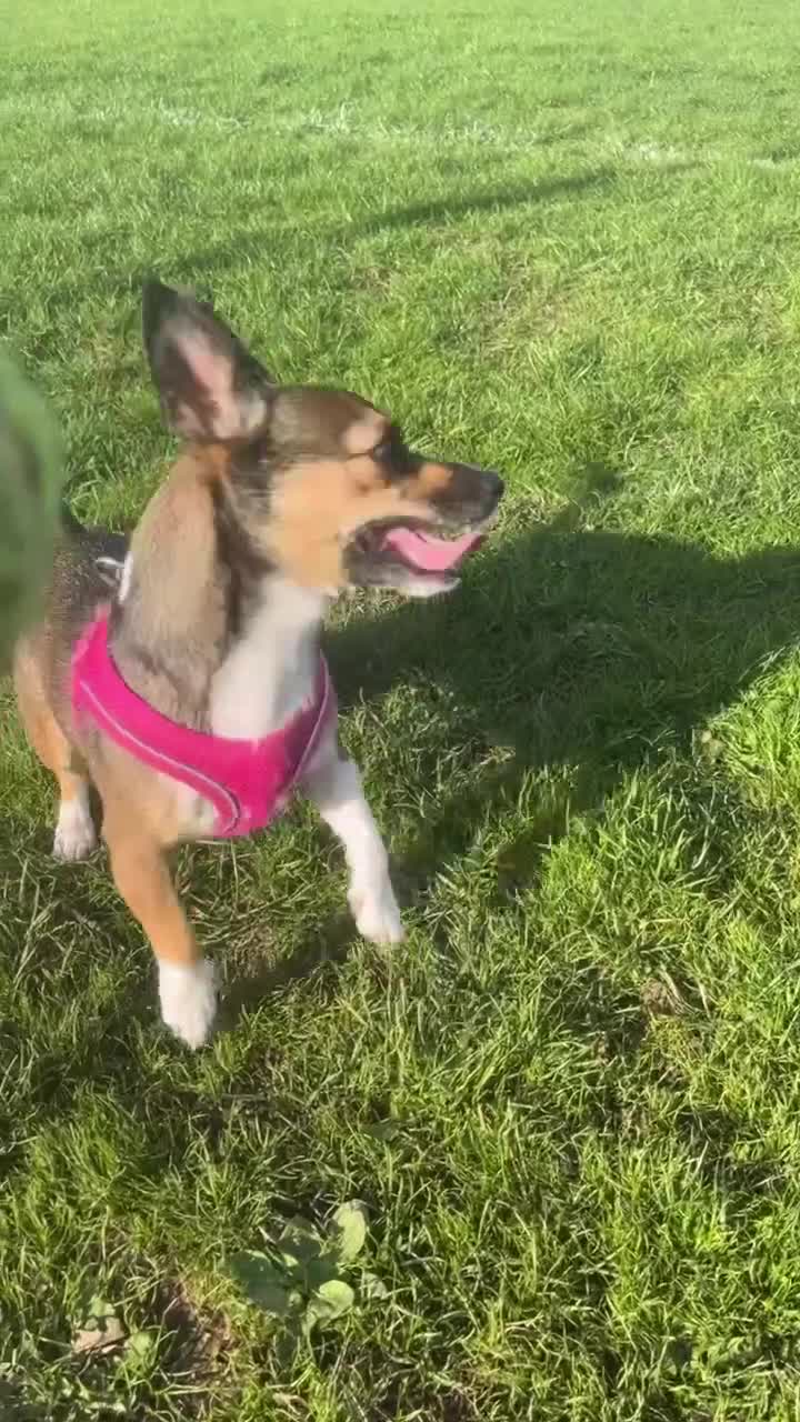 Mixed Breed dogs for sale: Beautiful Girl Bambi - Video 2