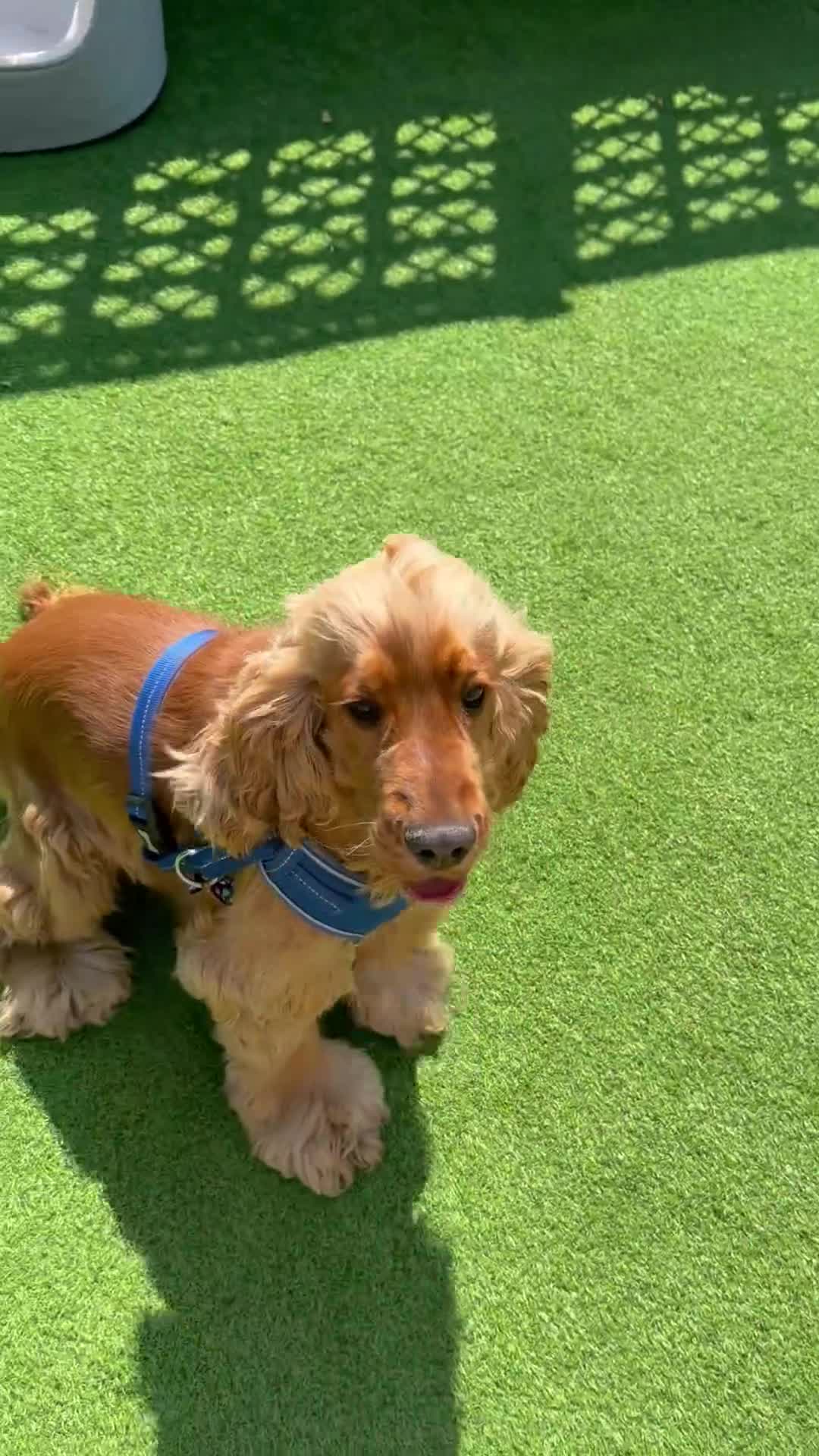 Cocker Spaniel dogs for sale: 🌟🌟🌟Beautiful English Gold Show Cocker Spaniel  - Video 2