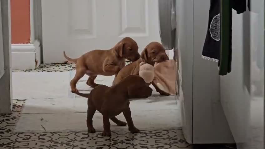 Hungarian Vizsla dogs for sale: 9 Vizsla Puppies for Sale - Video 1