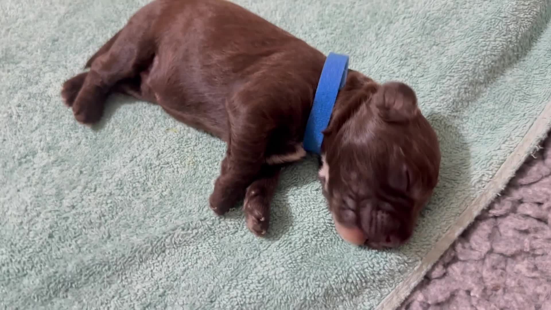 Cockapoo dogs for sale: Merle/ Red and Chocolate brown cockapoo puppies - Video 1
