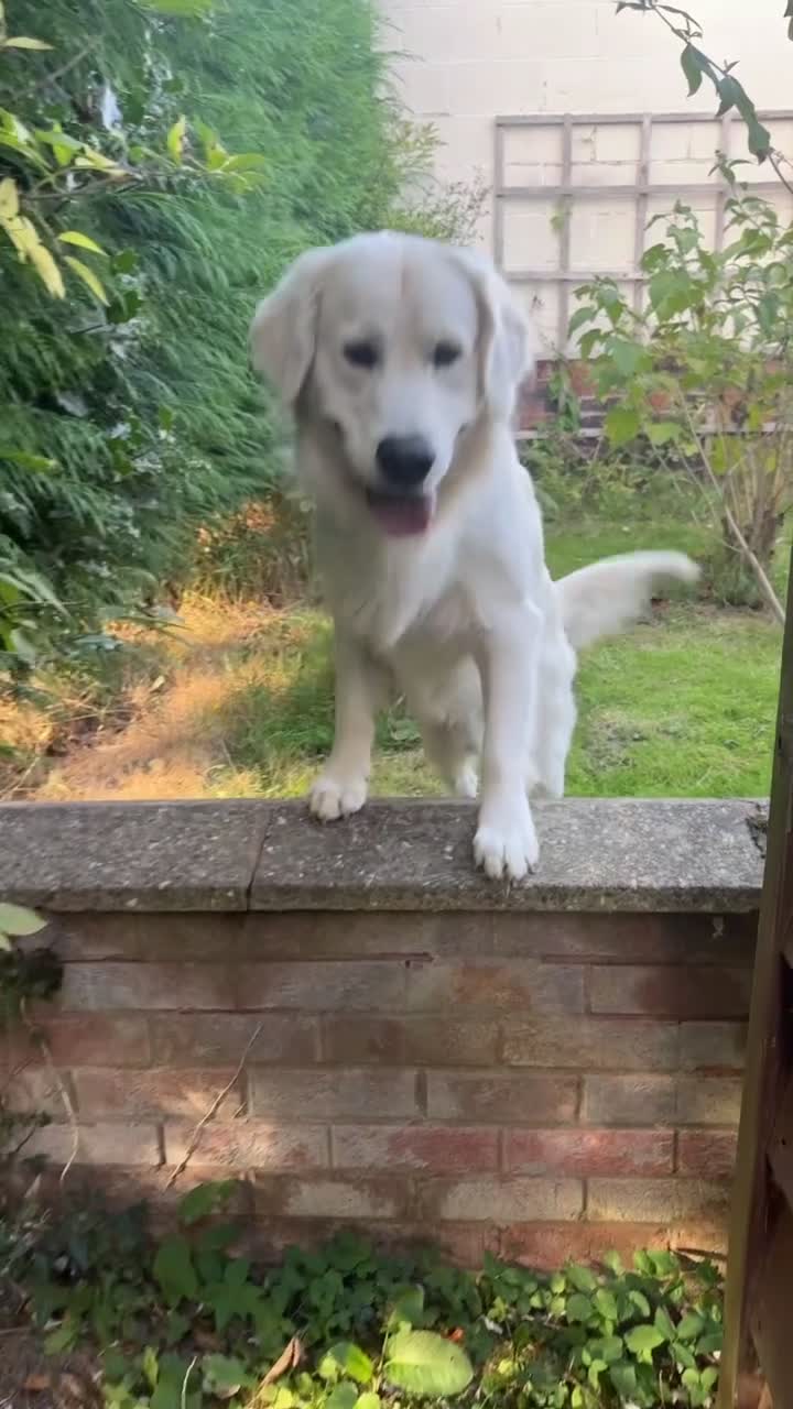 Golden Retriever dogs for stud: TOP CLASS! DNA & ICT CLEAR PERFECT STUD  - Video 1