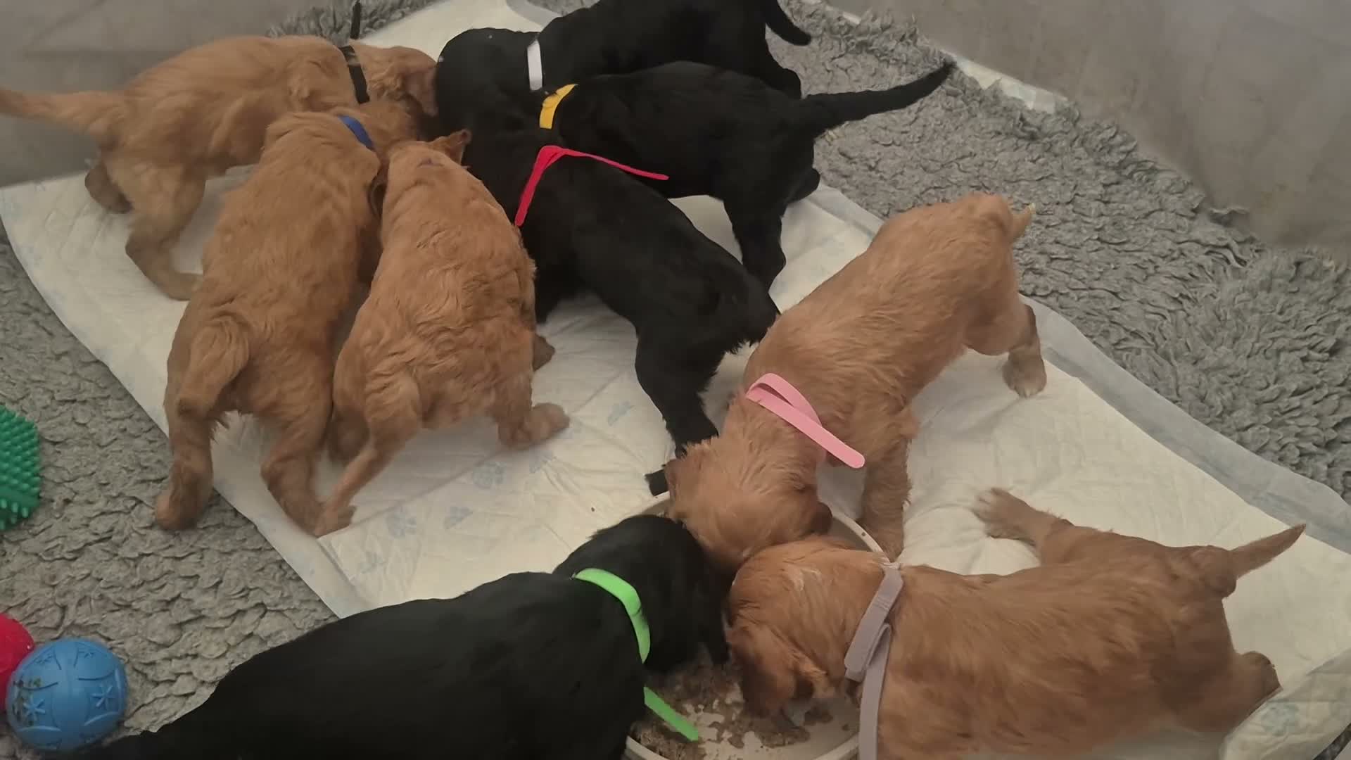 Irish Doodle dogs for sale: Gorgeous Irish Doodle Litter Ready For New Homes - Video 2
