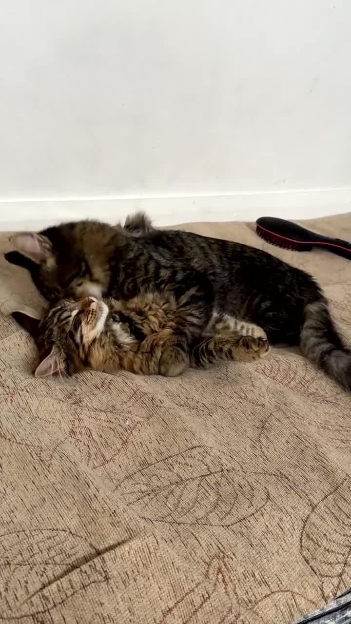 Mixed Breed cats for sale: 2 mixed Maine coons and 1 main coon  in Wigan - Video 1