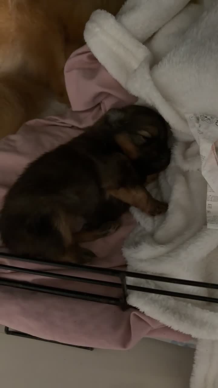 Pomeranian dogs for sale: One precious Baby boy pucci 🩵 - Video 2