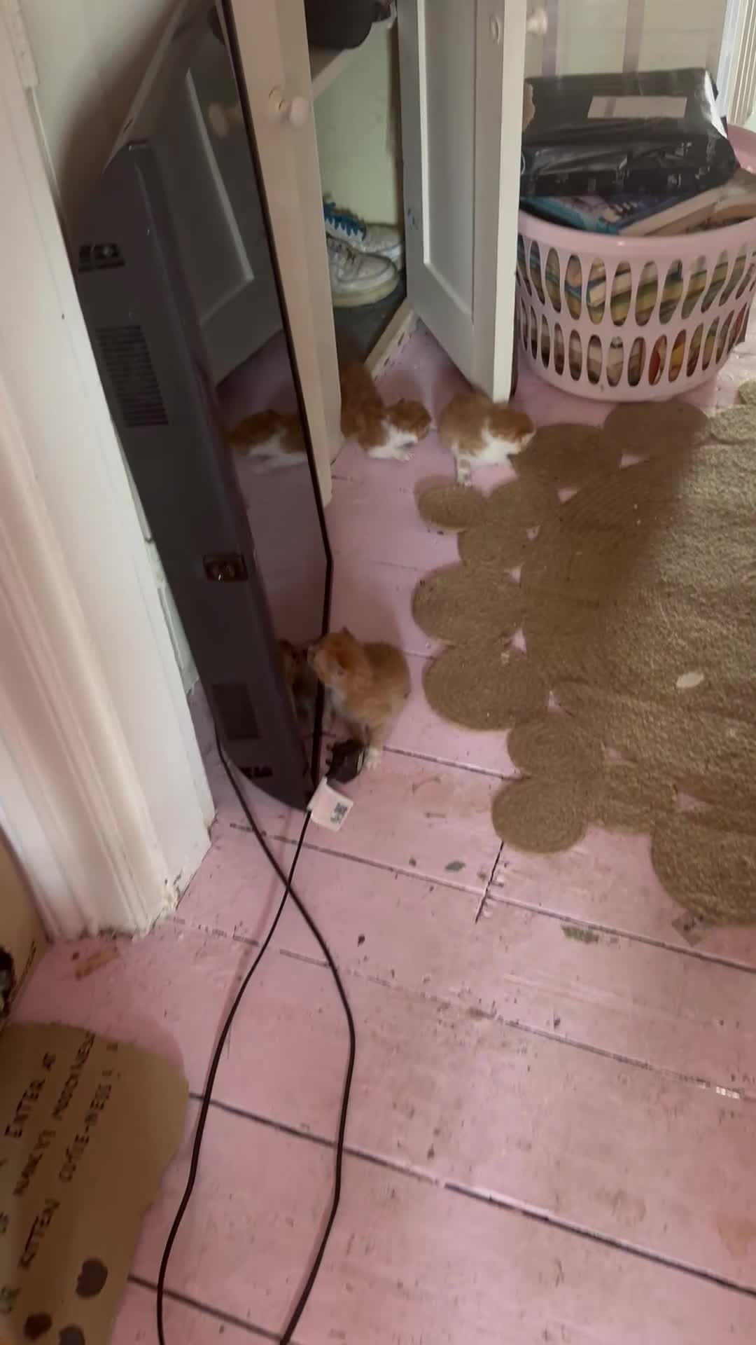 Domestic Shorthair cats for sale: Ginger & white kittens - Video 2
