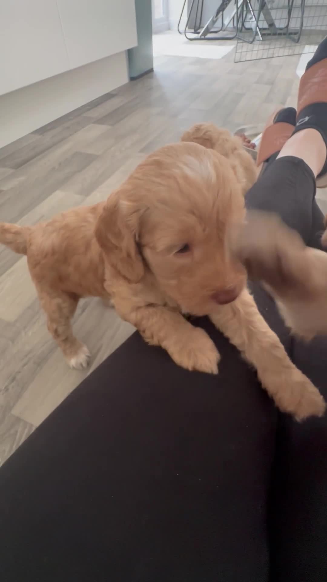 Cockapoo dogs for sale: - 3 Cockapoo Puppies - ! collect today ! Chester - - Video 1