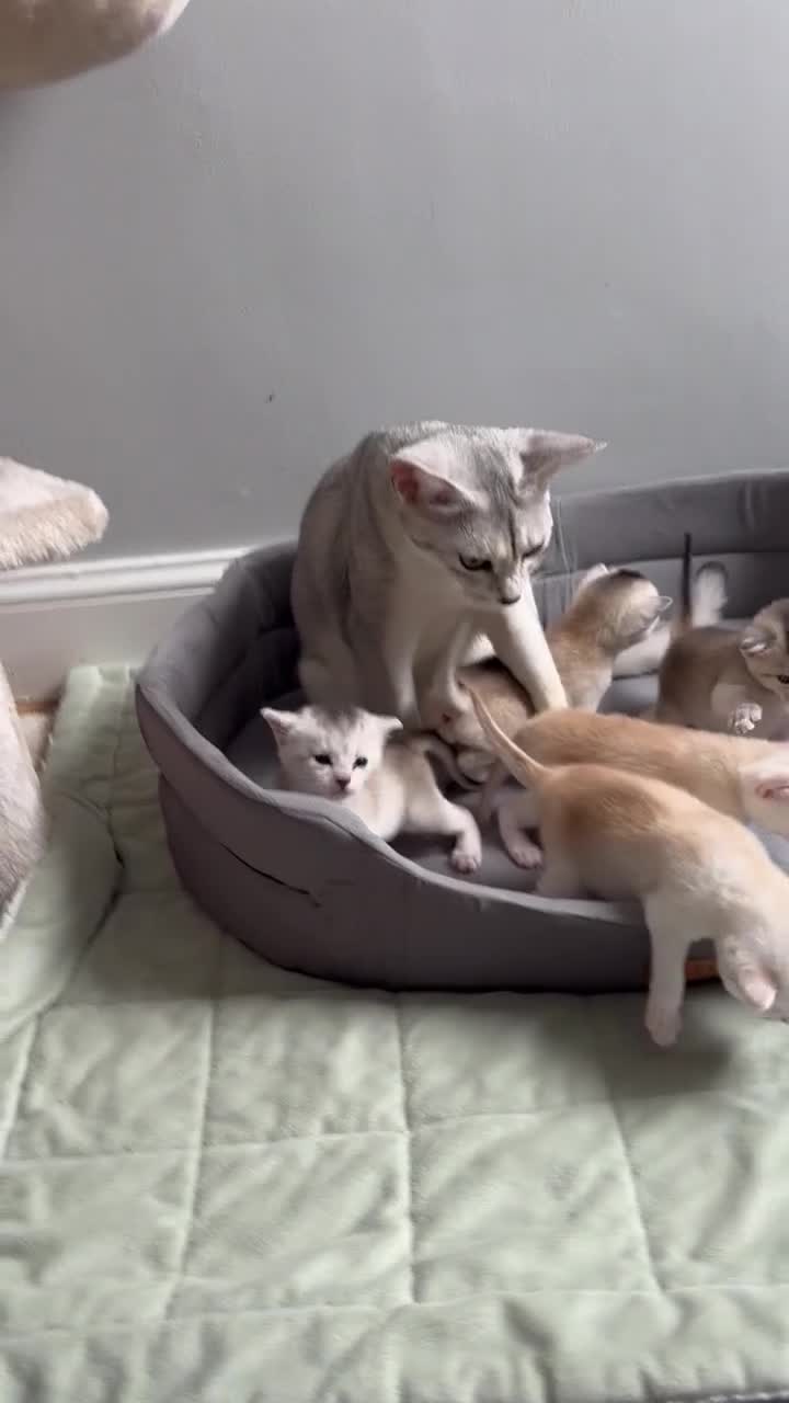Abyssinian cats for sale: Silver Abyssinian kittens  - Video 1